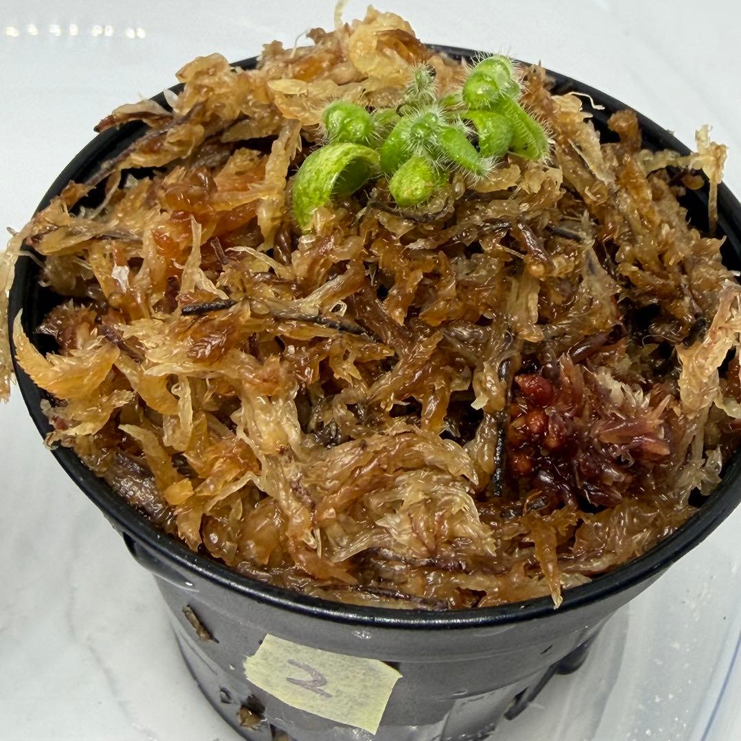 セファロタス　フォリキュラリス　フクロユキノシタ　2株食虫植物 1、2番 — image 3
