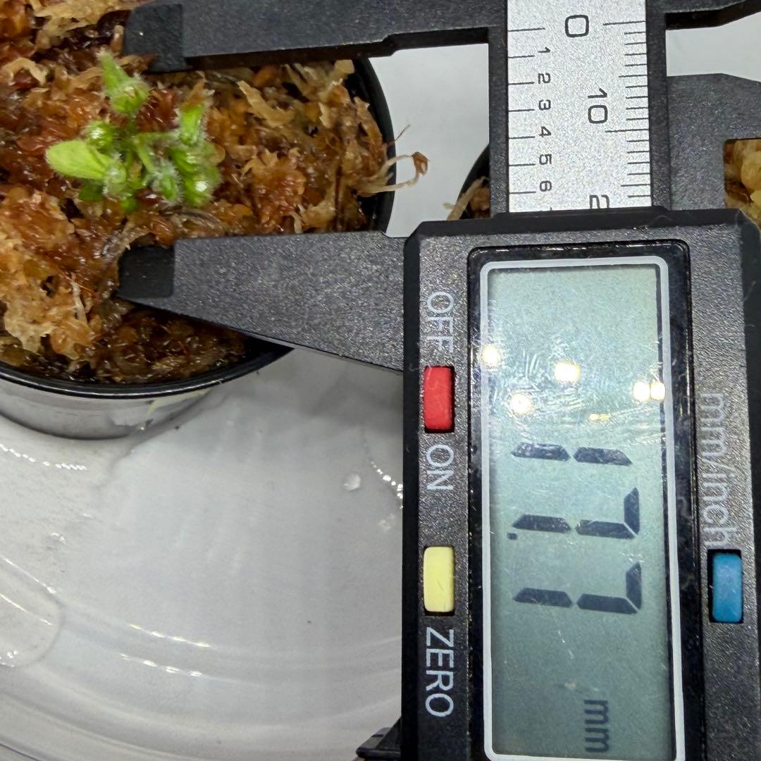 セファロタス　フォリキュラリス　フクロユキノシタ　2株食虫植物 1、2番 — image 4