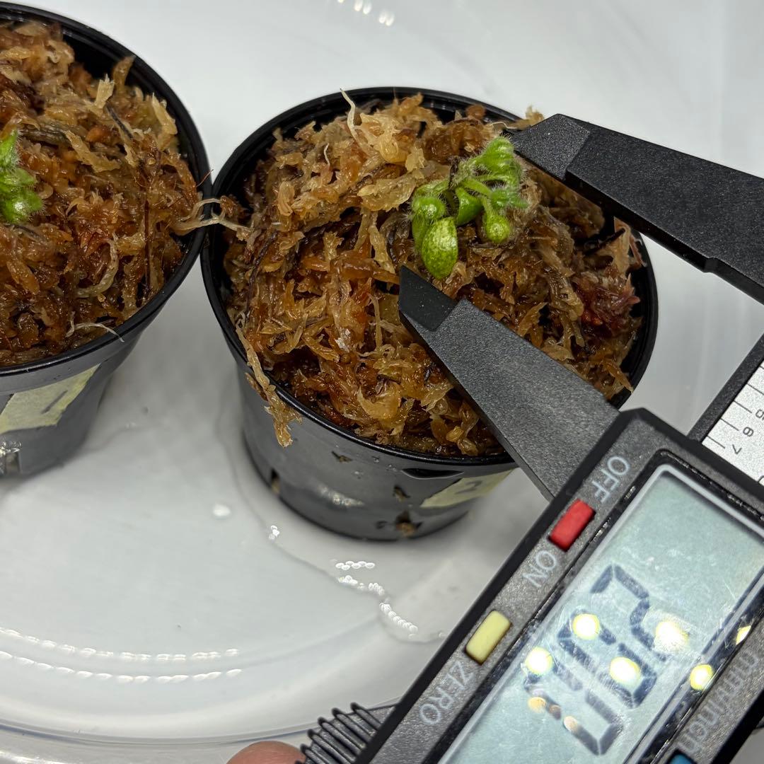 セファロタス　フォリキュラリス　フクロユキノシタ　2株食虫植物 1、2番 — image 5