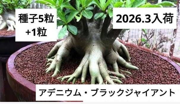 ちゃんぐ様 リクエスト 2点 まとめ商品 — image 2