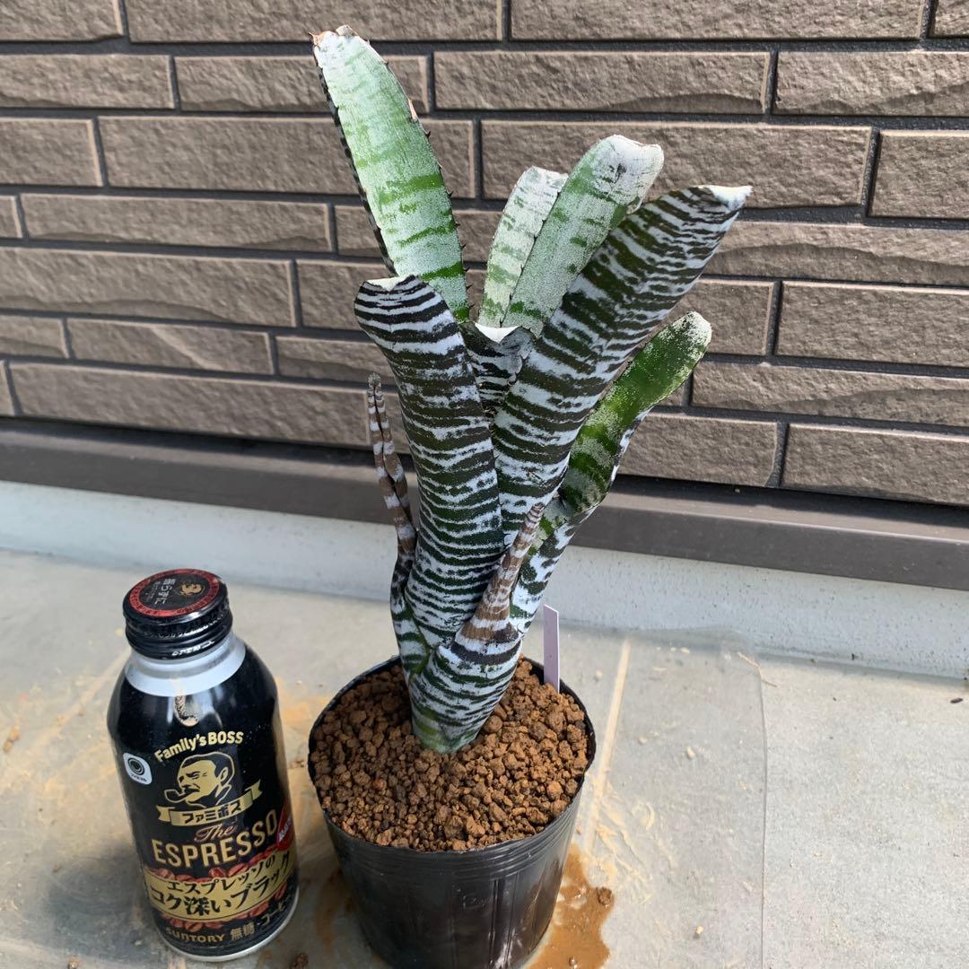Aechmea Black Ice — image 2