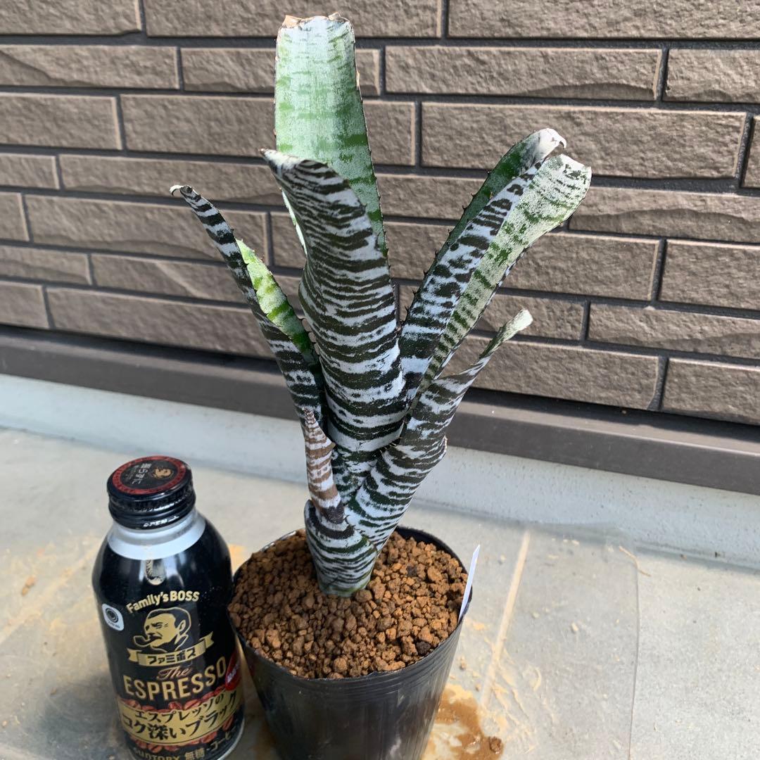 Aechmea Black Ice — image 3