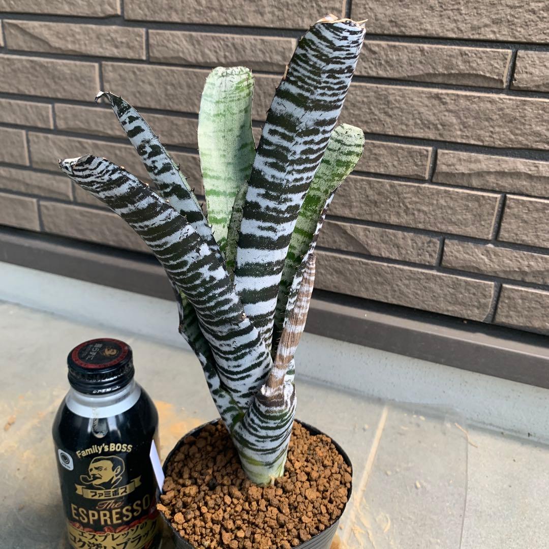 Aechmea Black Ice — image 5