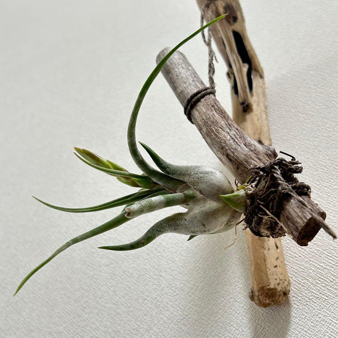 エアープランツ　カプトメデューサ　着生　流木付き　花芽出てきました^ ^ — image 3