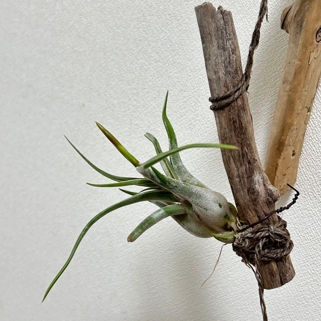 エアープランツ　カプトメデューサ　着生　流木付き　花芽出てきました^ ^ — image 4
