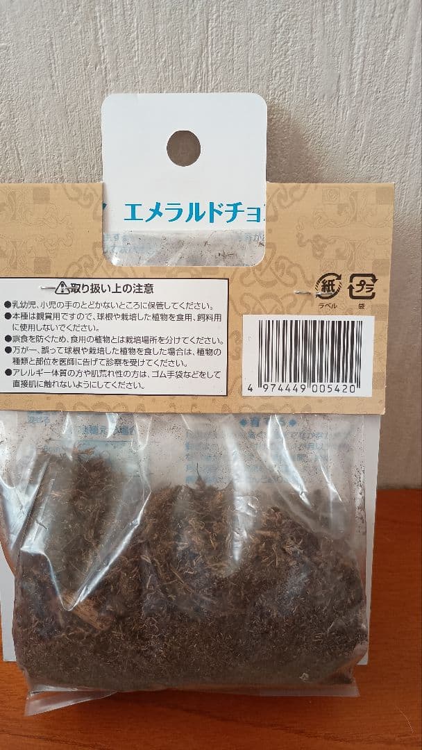 クルクマ エメラルドチョコゼブラ 1球 — image 2