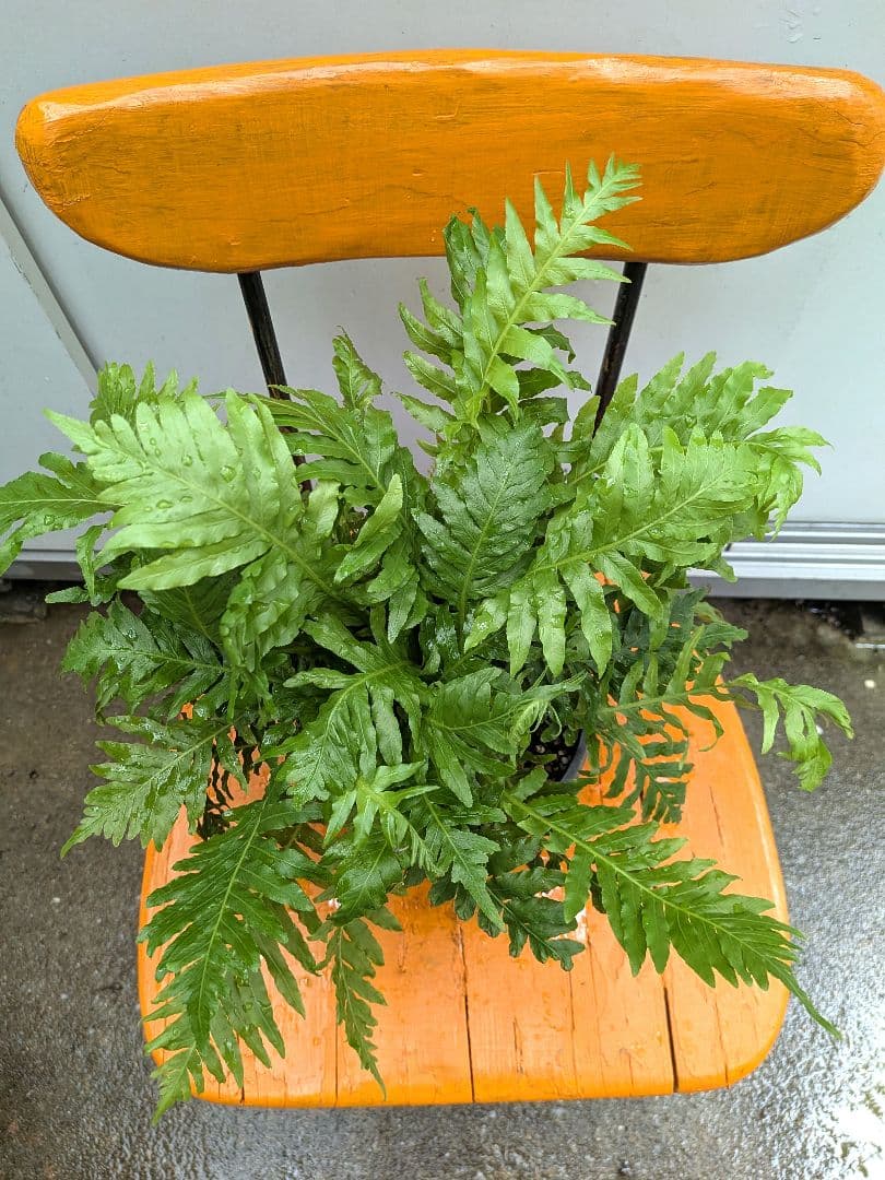 人気！　ブレクナム・シルバーレディー　シダ植物 — image 2