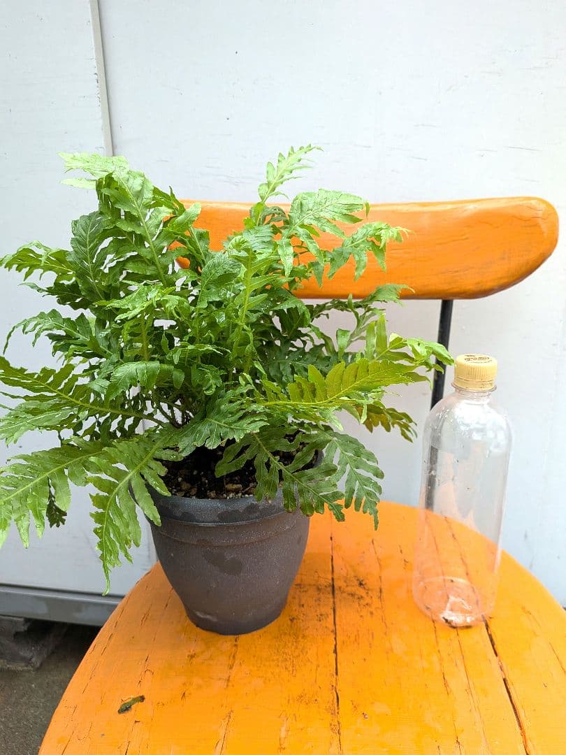 人気！　ブレクナム・シルバーレディー　シダ植物 — image 3