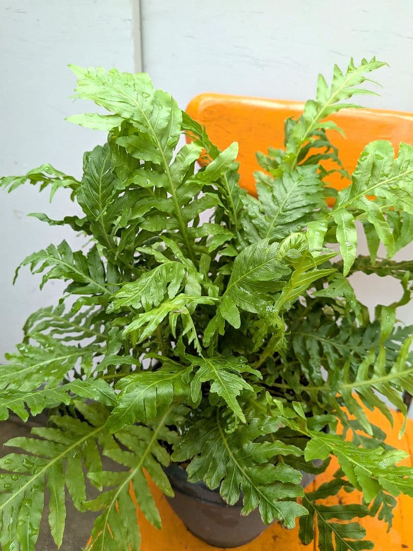 人気！　ブレクナム・シルバーレディー　シダ植物 — image 4