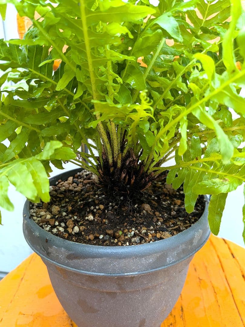 人気！　ブレクナム・シルバーレディー　シダ植物 — image 5