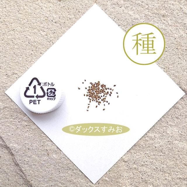 【 スープセロリ 】芹菜 キンサイ　種 200粒　ハーブ　香味　薬味 — image 2