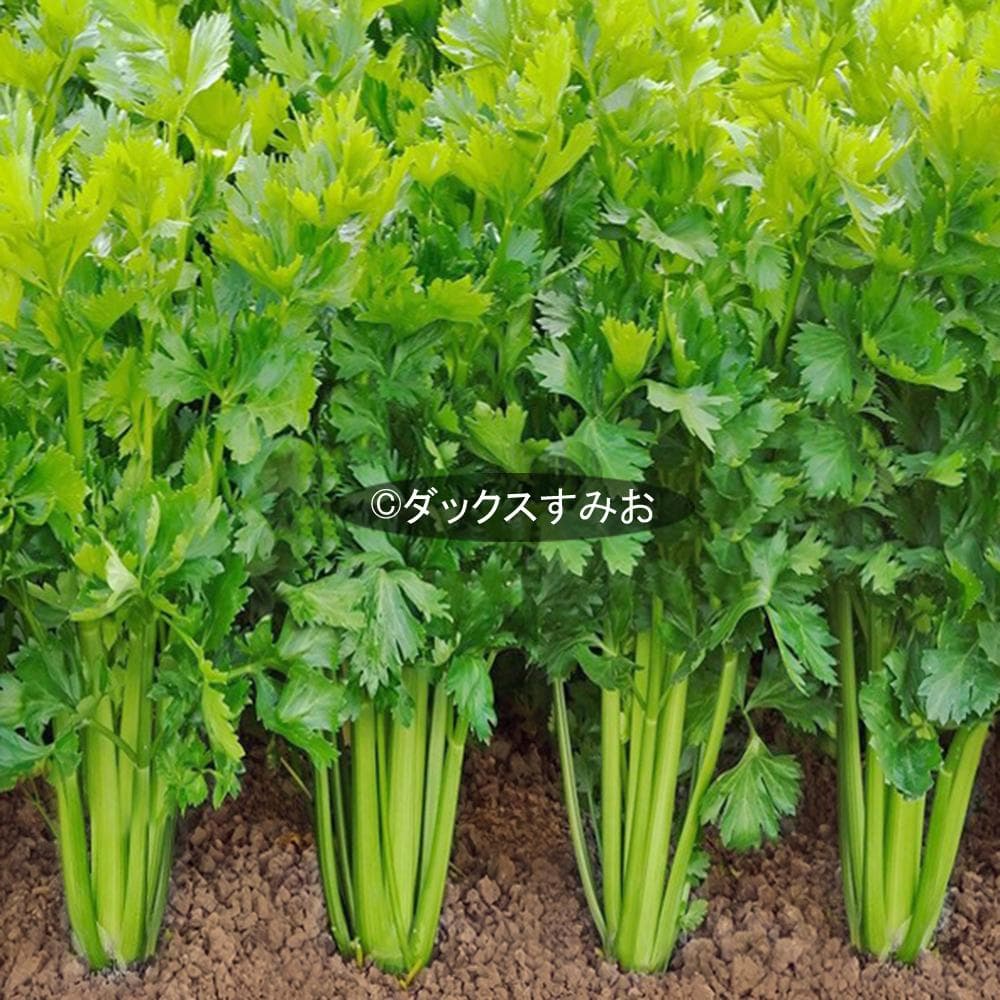 【 スープセロリ 】芹菜 キンサイ　種 200粒　ハーブ　香味　薬味 — image 3