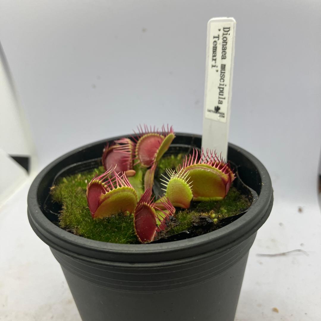 Dionaea muscipula 'Temari' ハエトリソウ　テマリ — image 2