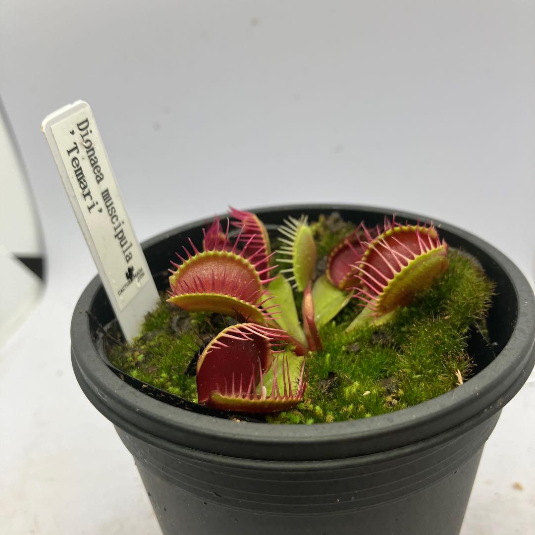 Dionaea muscipula 'Temari' ハエトリソウ　テマリ — image 3