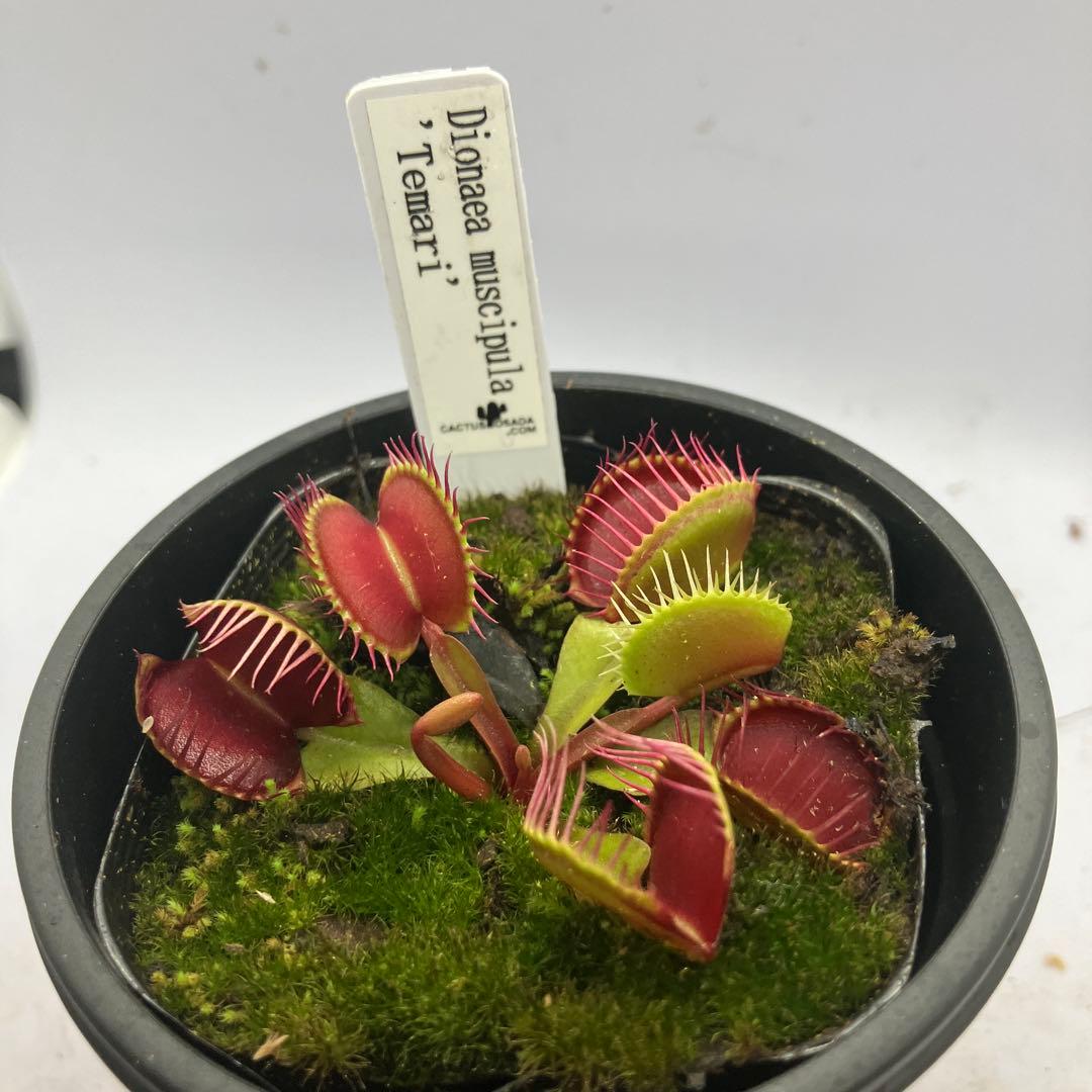 Dionaea muscipula 'Temari' ハエトリソウ　テマリ — image 4