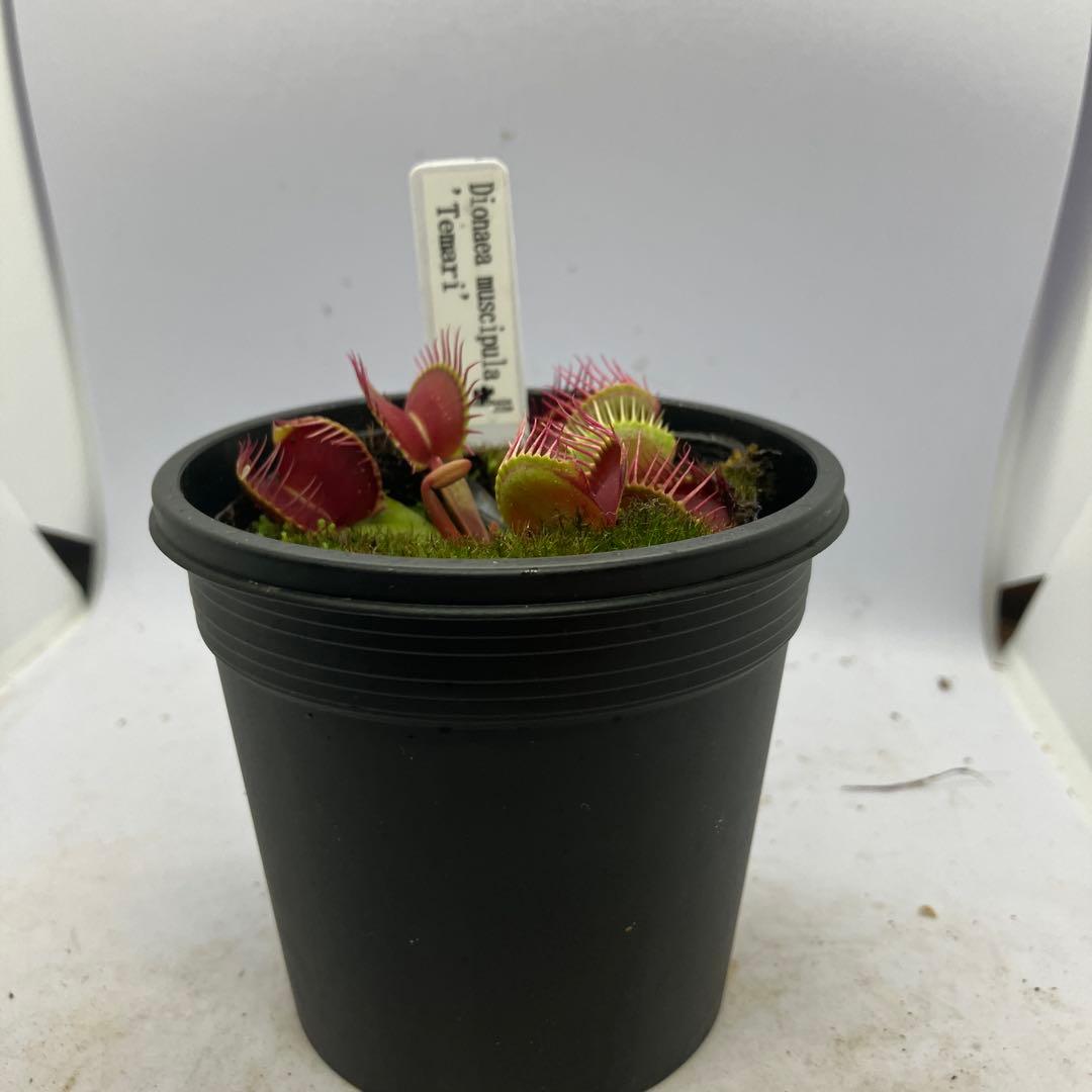 Dionaea muscipula 'Temari' ハエトリソウ　テマリ — image 5