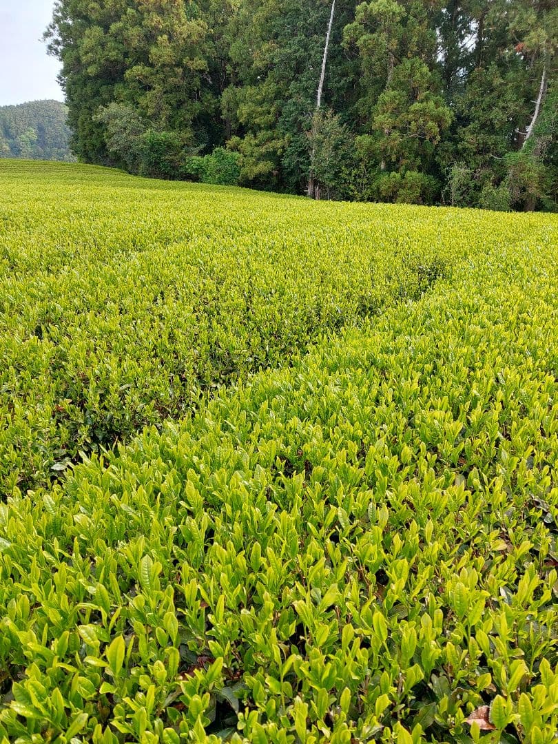 2026年 静岡県産新茶(かぶせ茶)　110g×2袋 — image 2