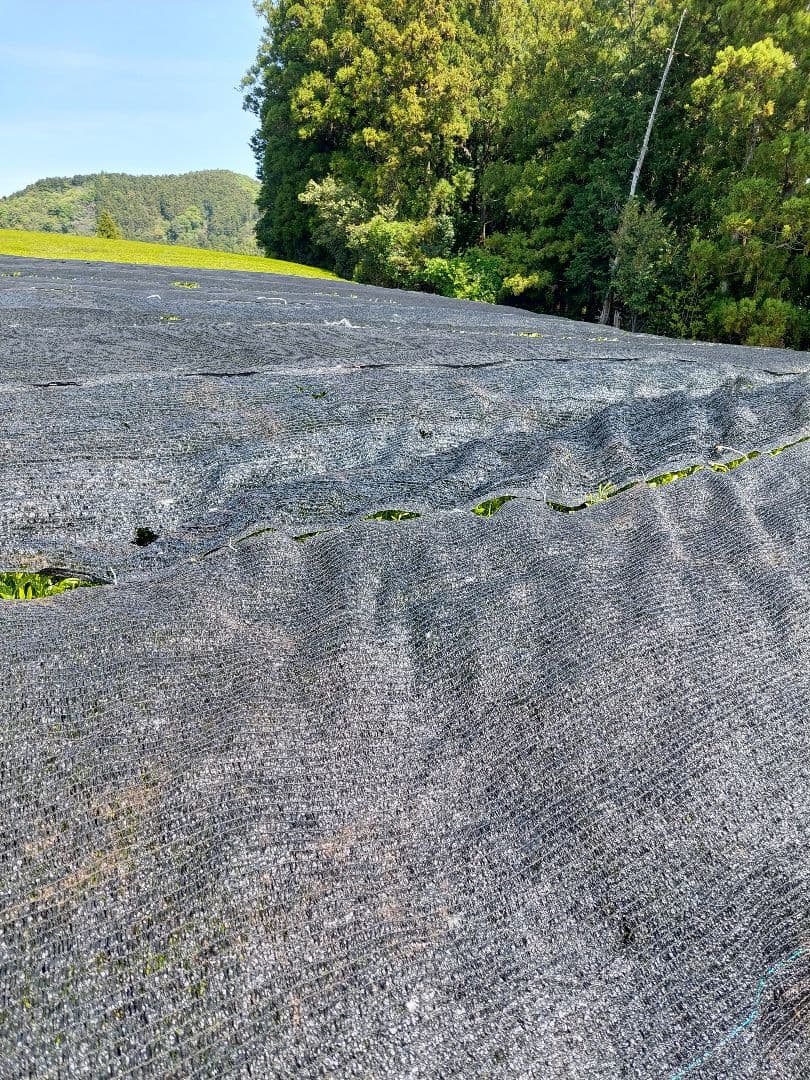2026年 静岡県産新茶(かぶせ茶)　110g×2袋 — image 3