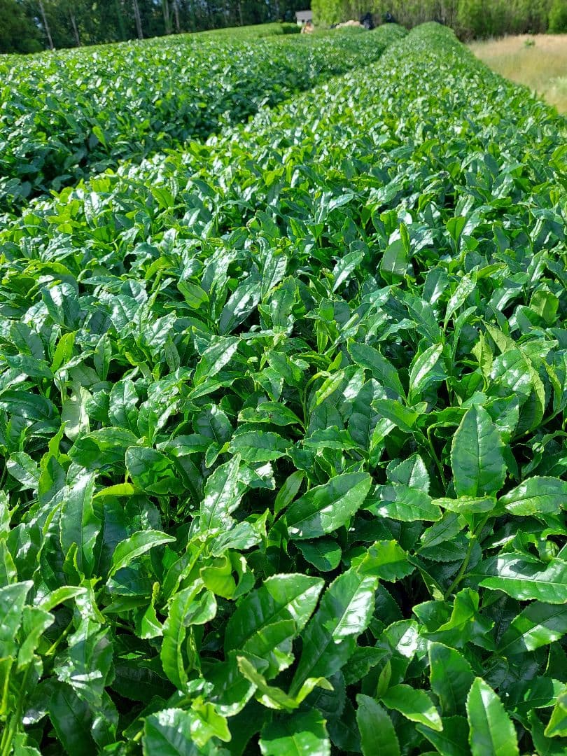 2026年 静岡県産新茶(かぶせ茶)　110g×2袋 — image 4