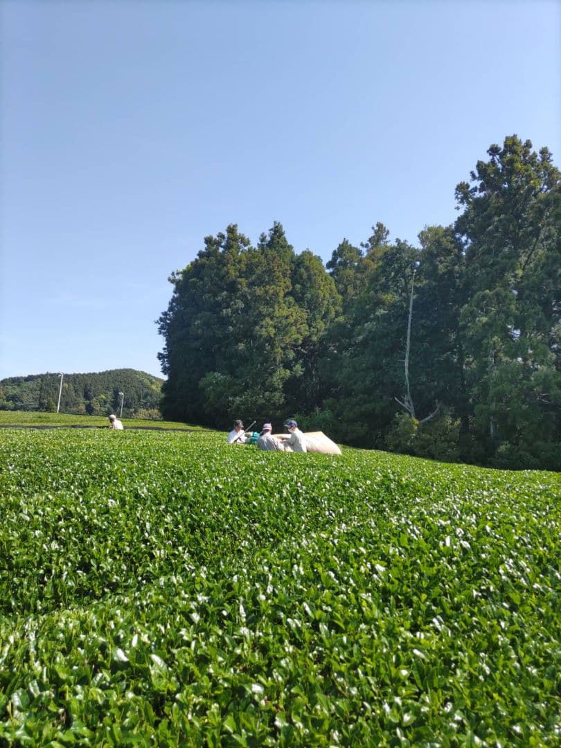 2026年 静岡県産新茶(かぶせ茶)　110g×2袋 — image 5