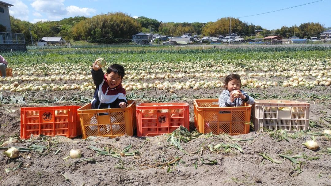 [農家直送]送料無料 淡路島産 玉ねぎ ターザン ５kg （箱込）☆秀品☆ — image 5