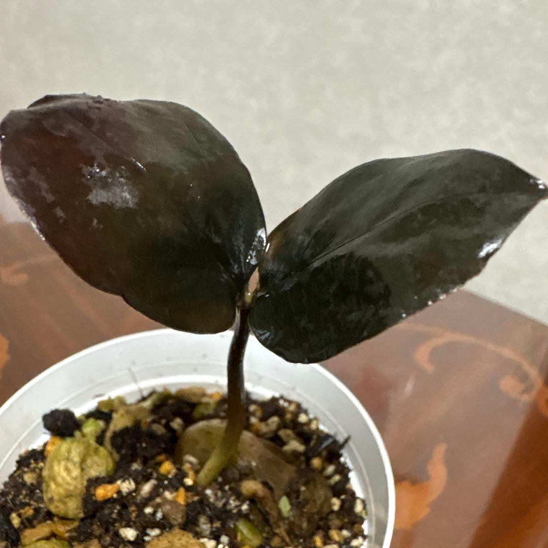 ☆ザミオクルカス レイヴン☆観葉植物☆抜き苗発送☆根っこ有り! — image 2