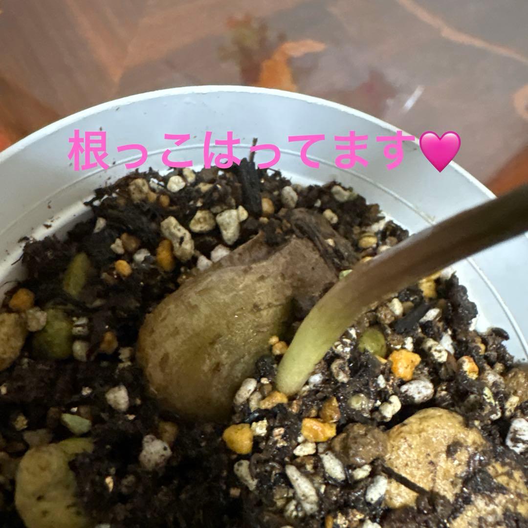 ☆ザミオクルカス レイヴン☆観葉植物☆抜き苗発送☆根っこ有り! — image 3