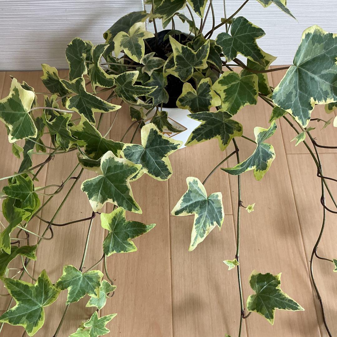 観葉植物　ヘデラ・ゴールデンチャイルド　3号ポット付 — image 2