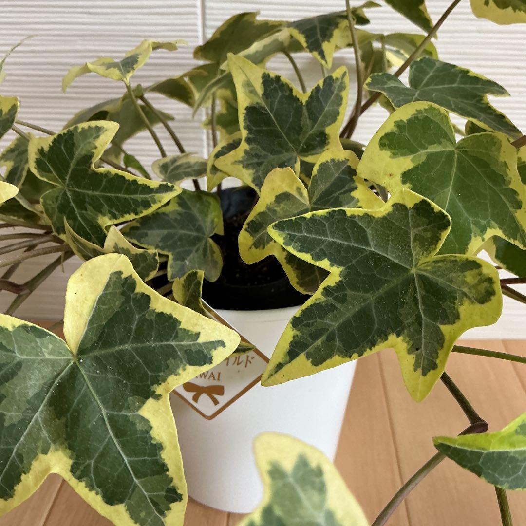 観葉植物　ヘデラ・ゴールデンチャイルド　3号ポット付 — image 3