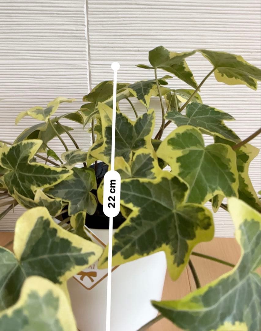 観葉植物　ヘデラ・ゴールデンチャイルド　3号ポット付 — image 4