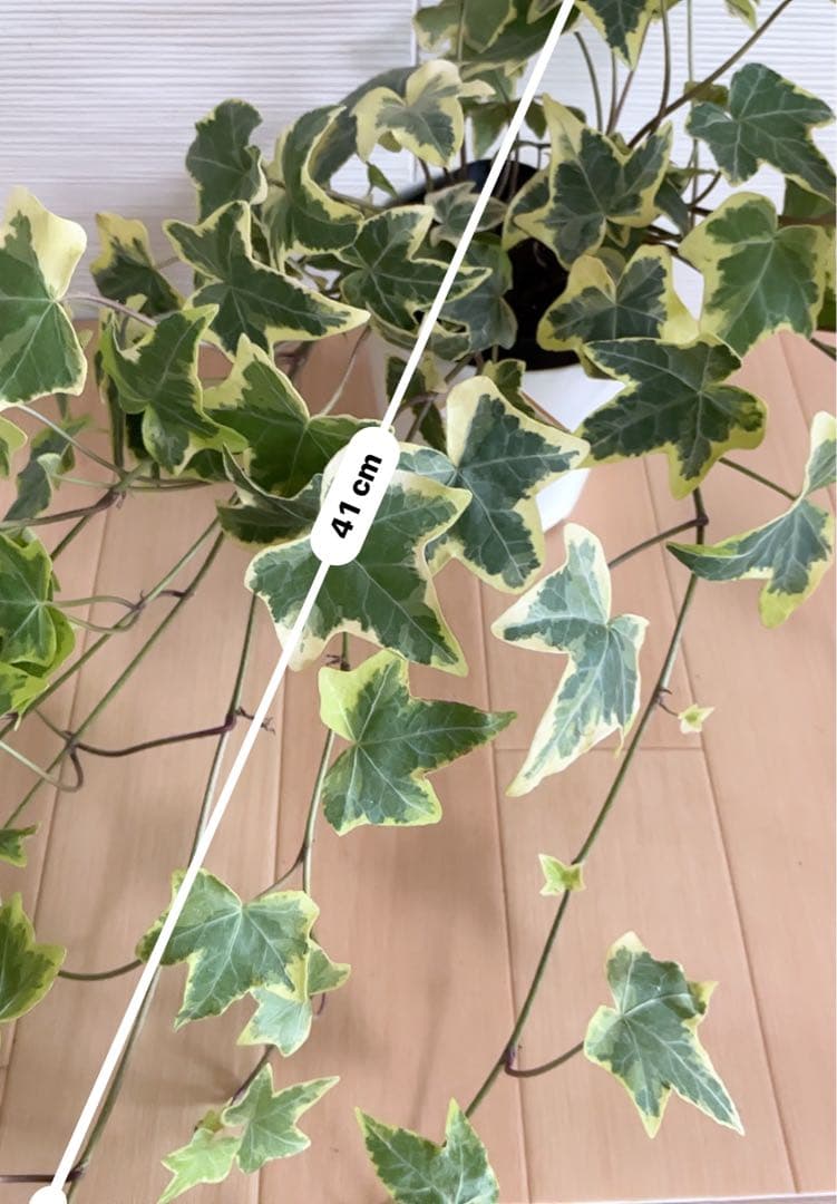 観葉植物　ヘデラ・ゴールデンチャイルド　3号ポット付 — image 5