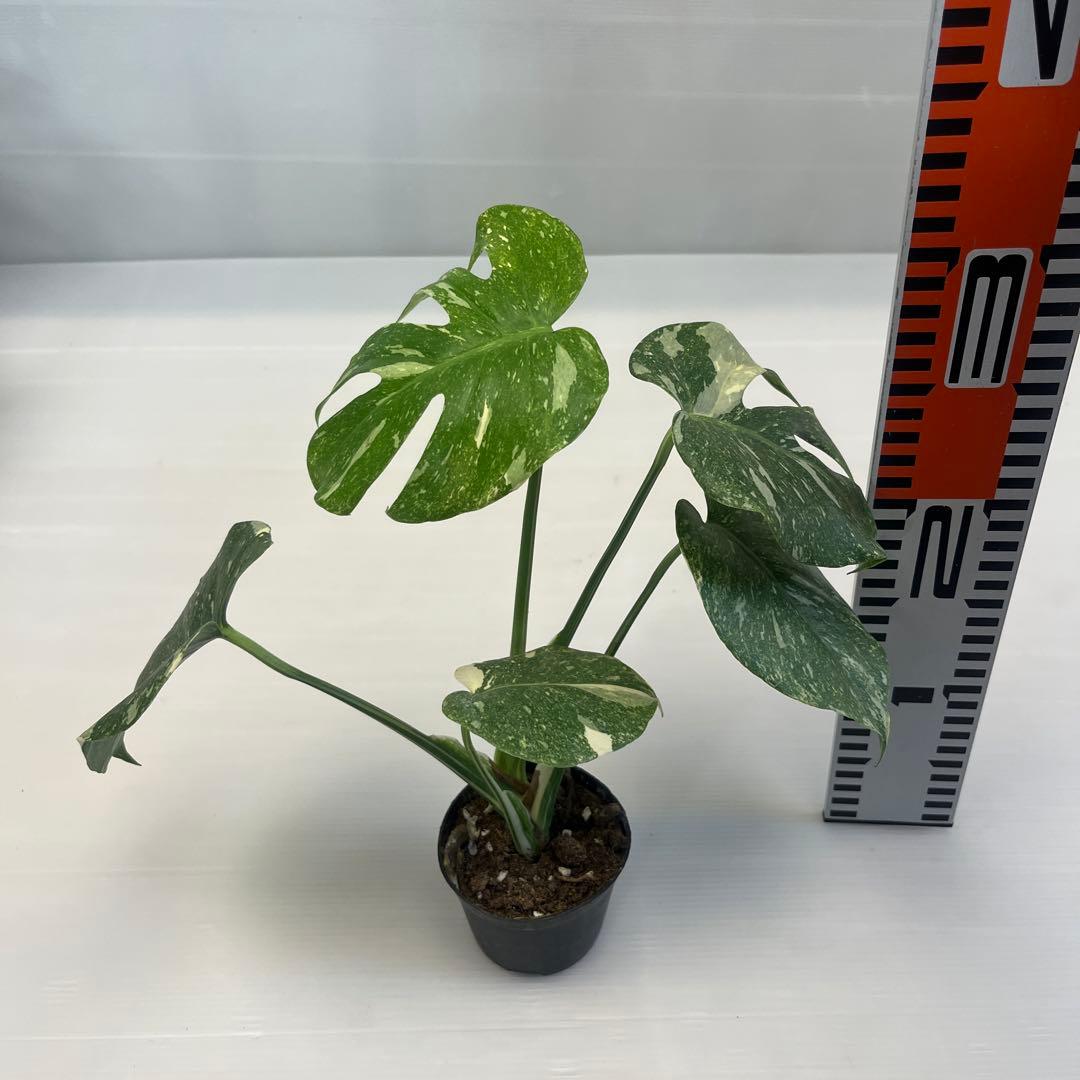 YM285モンステラ デリシオーサ レガシー 斑入り — image 2