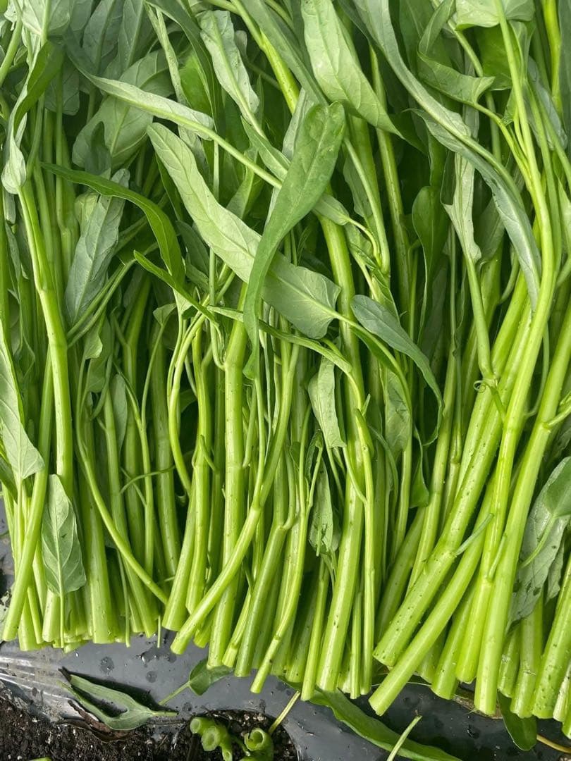 新鮮 空芯菜2キロ — image 3