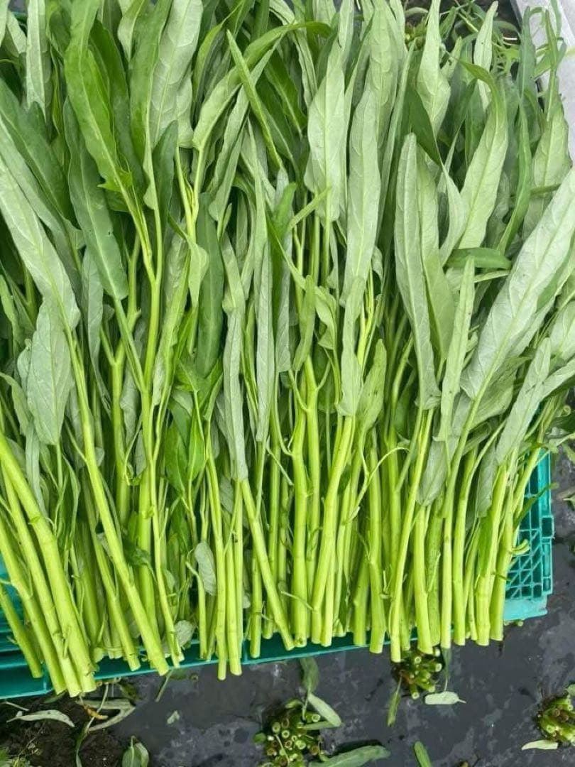 新鮮 空芯菜2キロ — image 4
