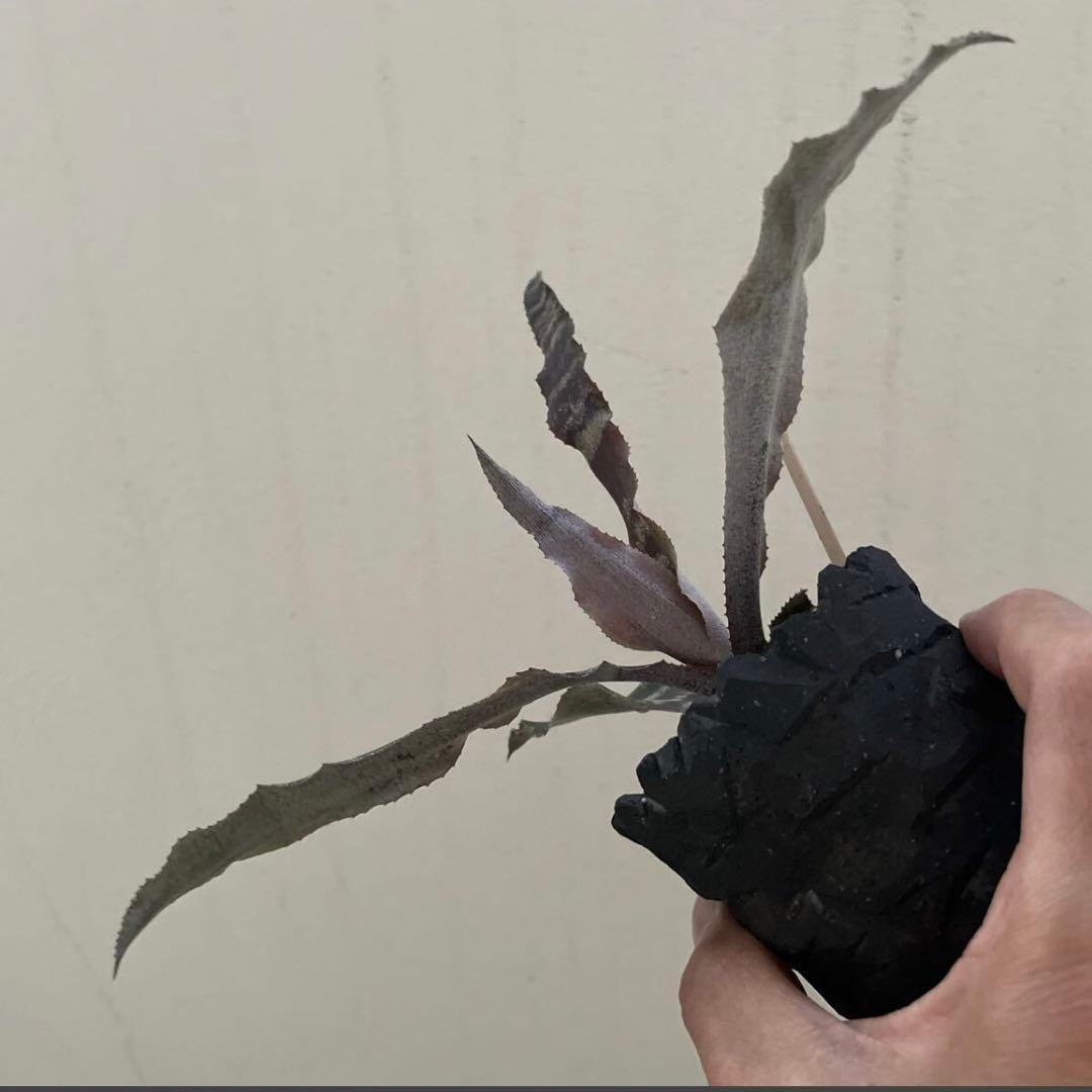 Cryptanthus Chocolate Fudge クリプタンサス — image 2