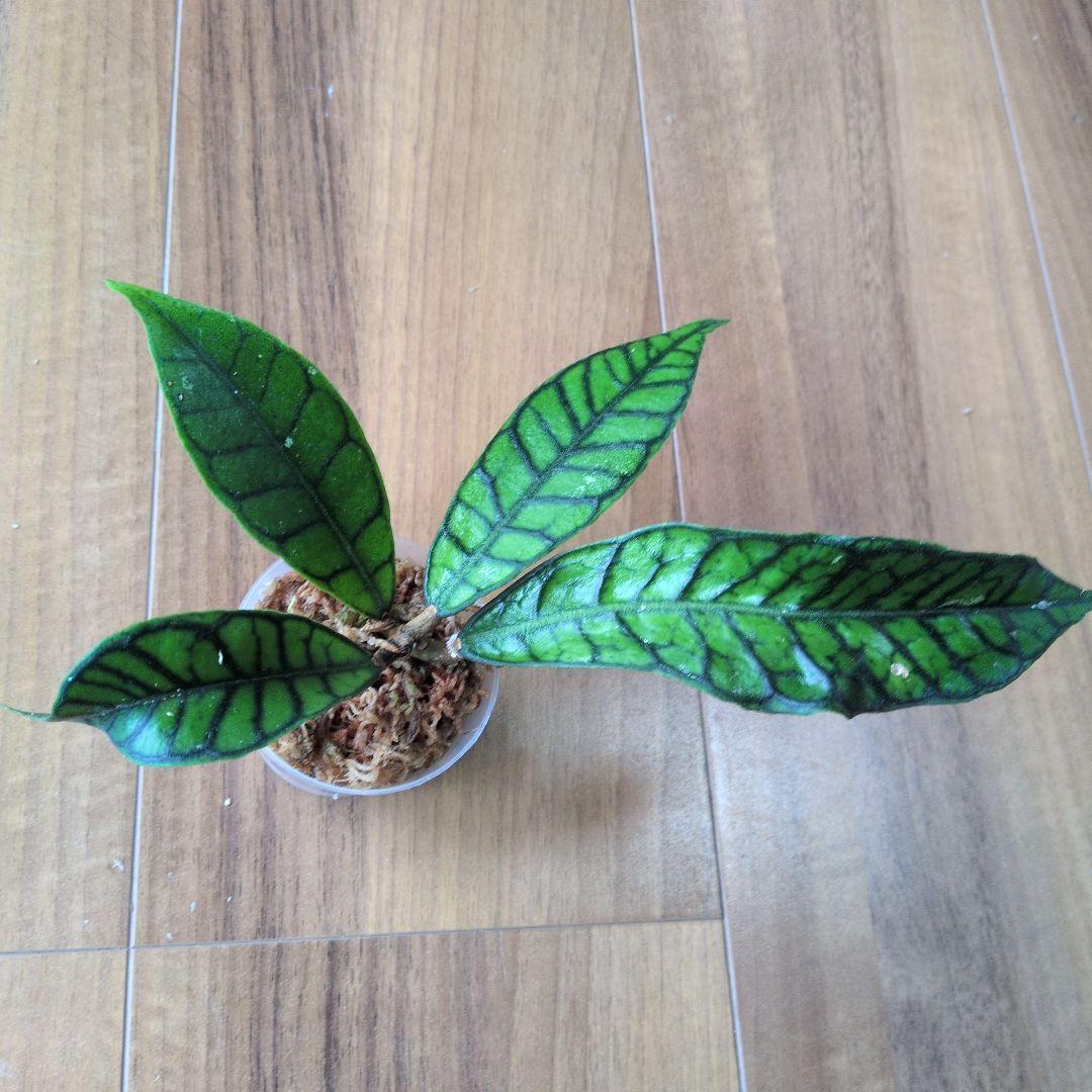Hoya callistophylla — image 2