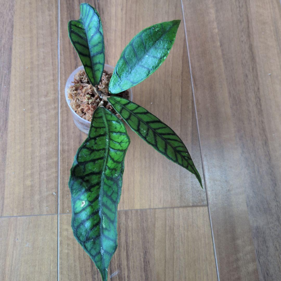 Hoya callistophylla — image 3