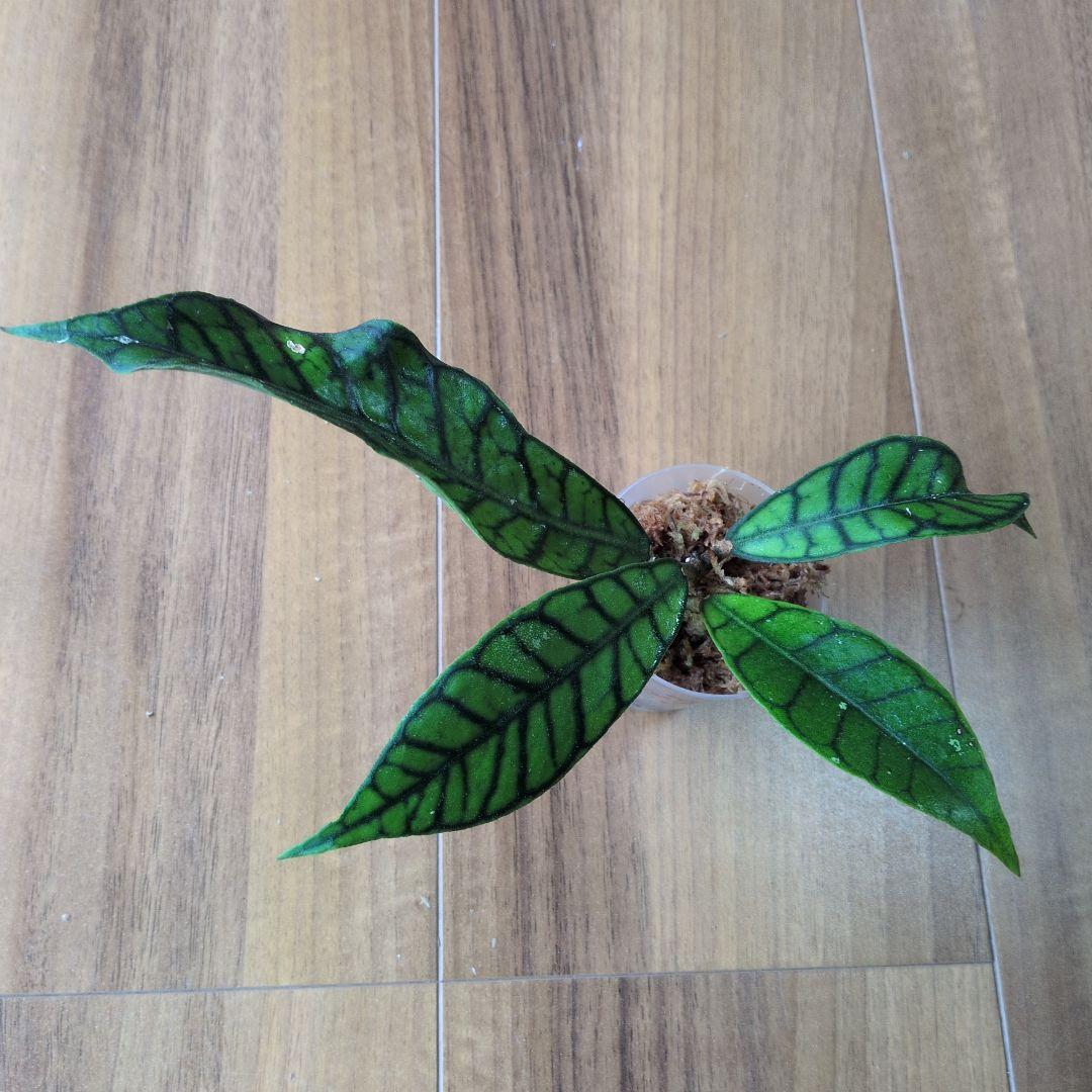 Hoya callistophylla — image 4