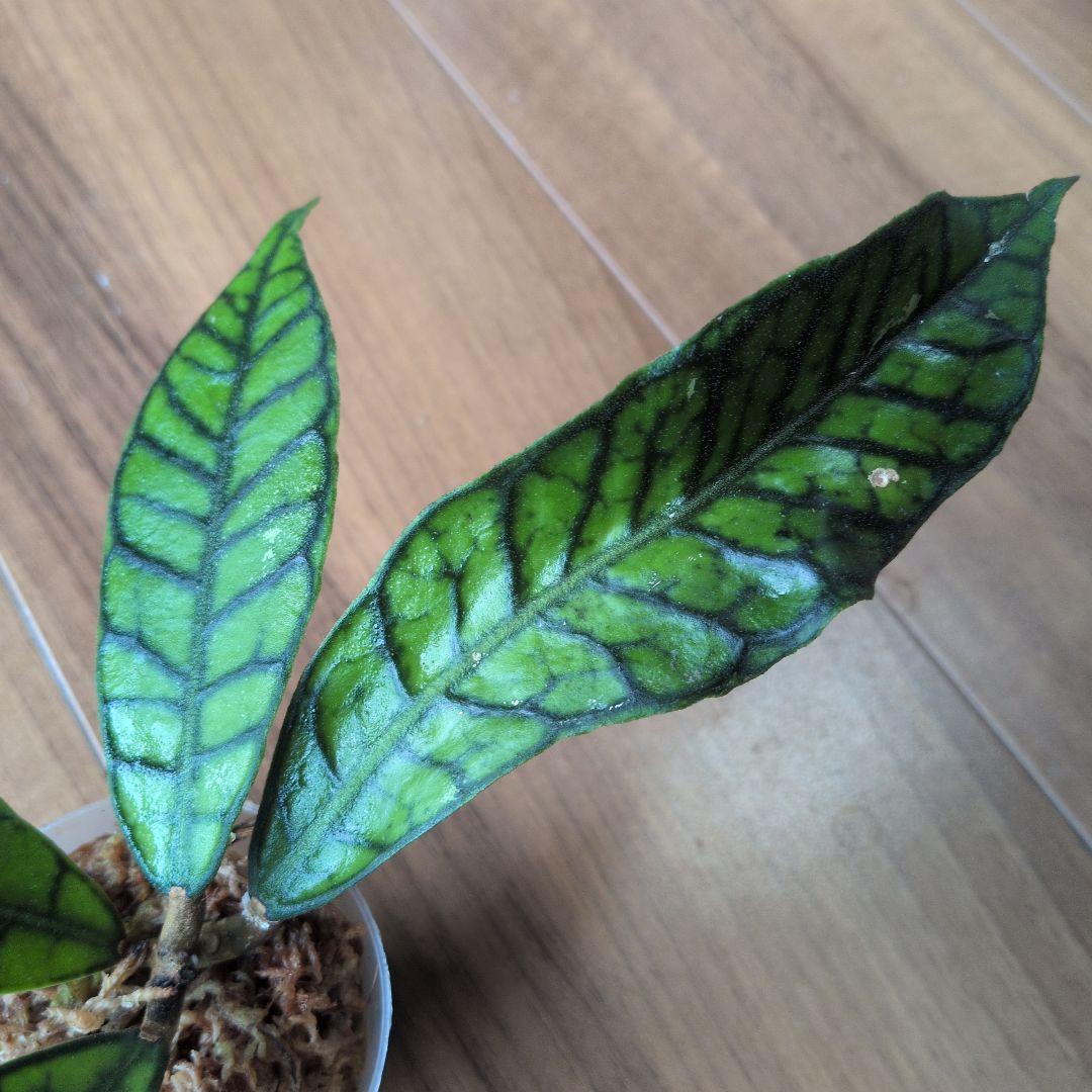 Hoya callistophylla — image 5