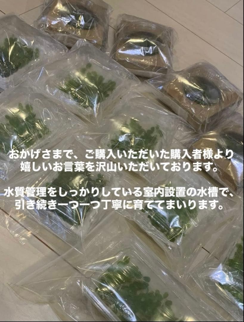 ハイグロフィラポリスペルマ — image 2