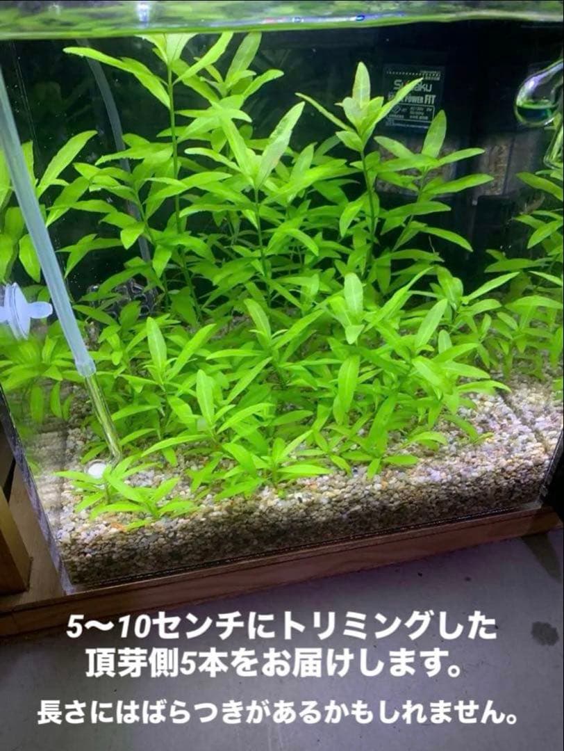 ハイグロフィラポリスペルマ — image 3