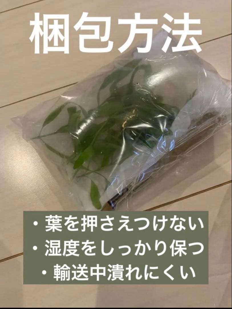ハイグロフィラポリスペルマ — image 4