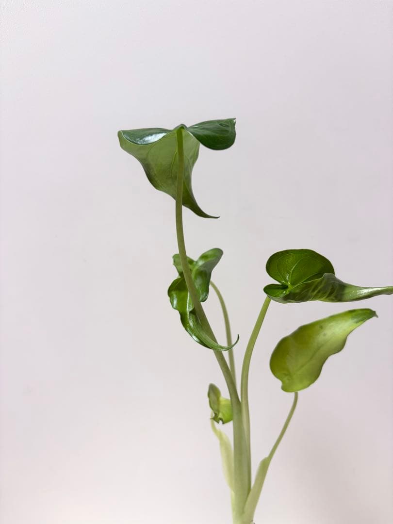 クワズイモ　観葉植物　ハイドロカルチャー　大きめ — image 2