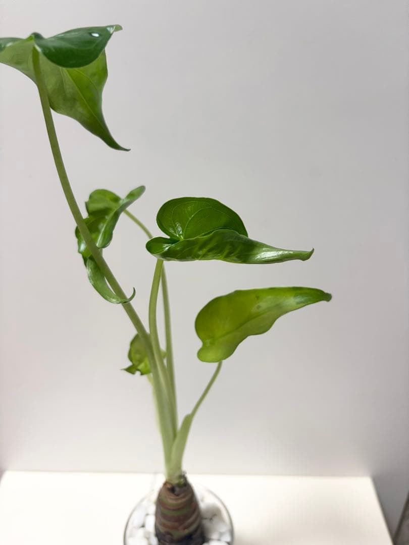 クワズイモ　観葉植物　ハイドロカルチャー　大きめ — image 3