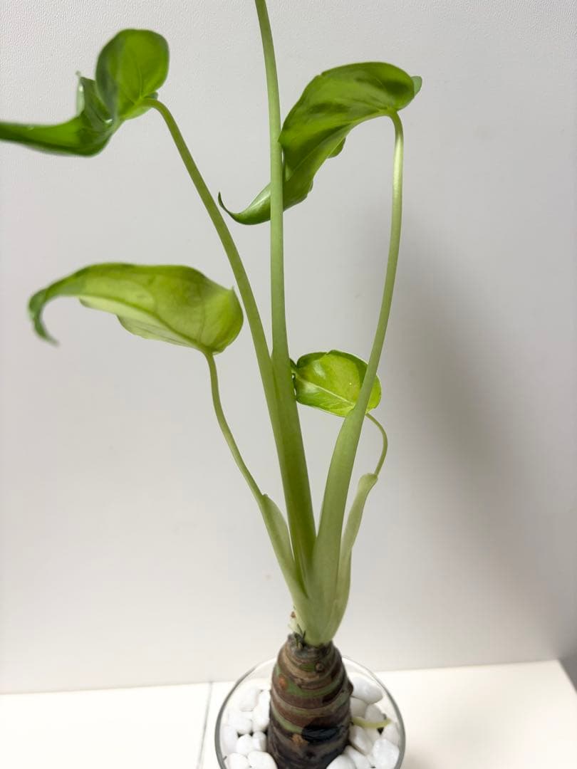 クワズイモ　観葉植物　ハイドロカルチャー　大きめ — image 4