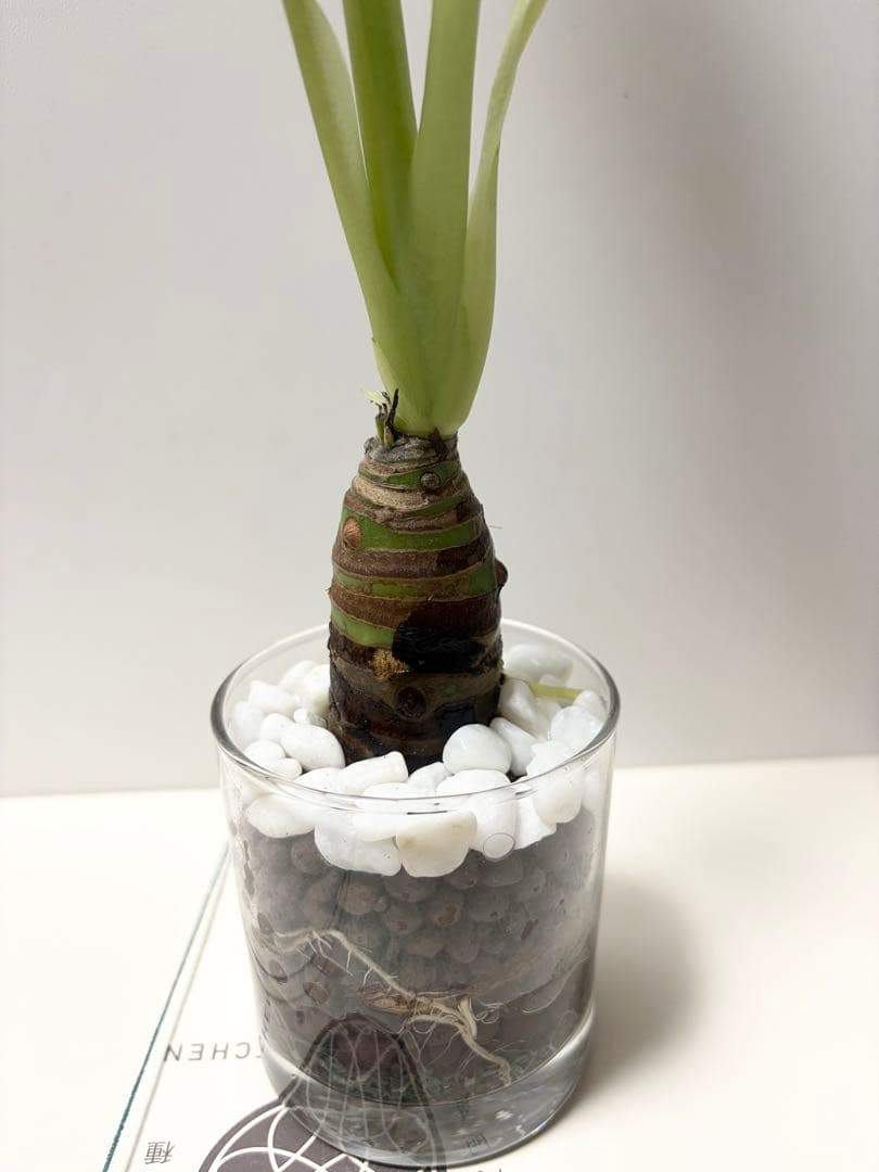 クワズイモ　観葉植物　ハイドロカルチャー　大きめ — image 5