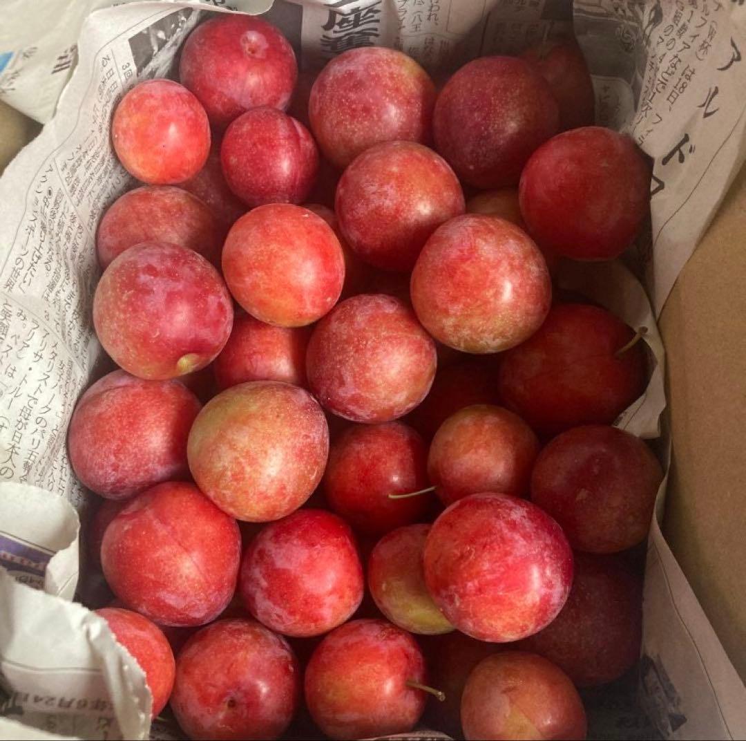 すもも メスレー 箱込み約2kg — image 3