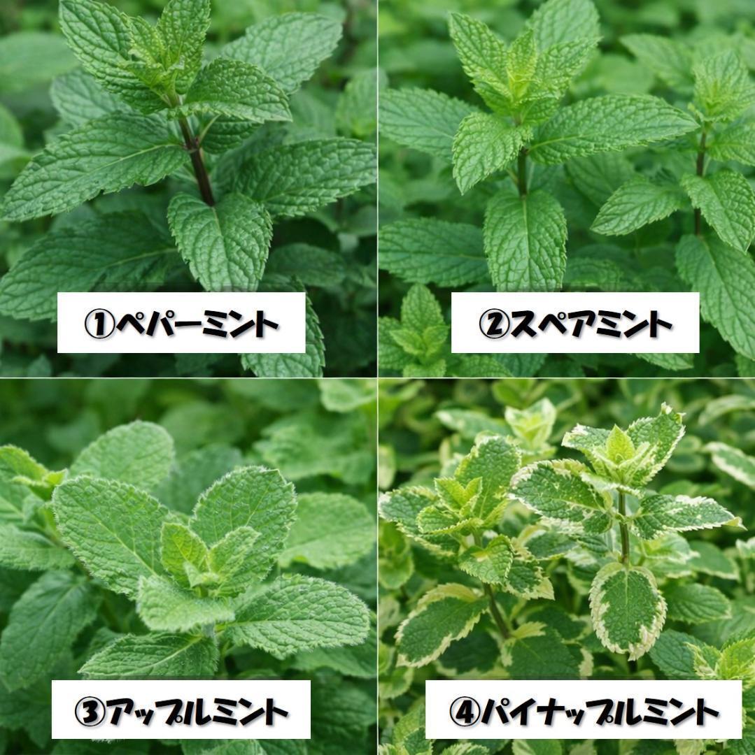 無農薬育ち！ミント・タイム・オレガノなど人気ハーブ苗 2株セット　苗の種類変更可 — image 2
