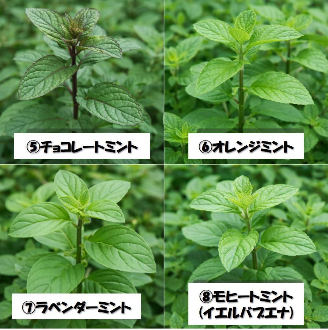 無農薬育ち！ミント・タイム・オレガノなど人気ハーブ苗 2株セット　苗の種類変更可 — image 3