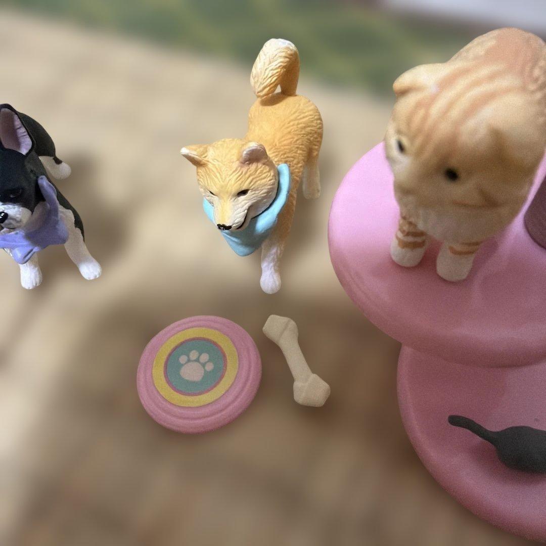 アニアフレンズ　柴犬　ボストン・テリア　スコティッシュフォールド — image 3